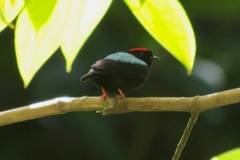 Chiroxiphia pareola