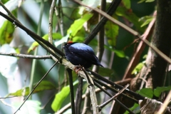 Chiroxiphia pareola