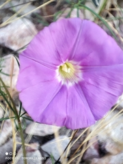 Ipomoea ternifolia leptotoma
