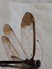 Ascalobyas albistigma