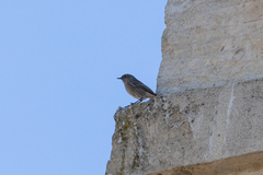 Phoenicurus ochruros