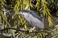 Nycticorax nycticorax