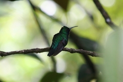 Campylopterus ensipennis