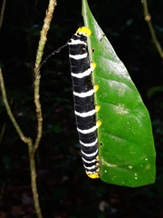 Isognathus swainsonii