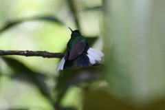 Campylopterus ensipennis