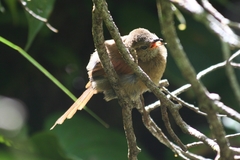 Synallaxis cinnamomea