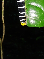 Isognathus swainsonii