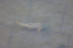 Luciobarbus sclateri