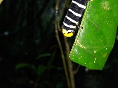 Isognathus swainsonii