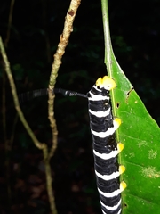 Isognathus swainsonii