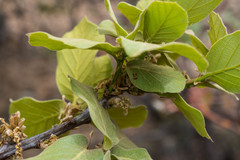 Quercus jonesii