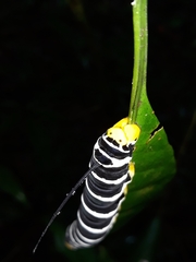 Isognathus swainsonii