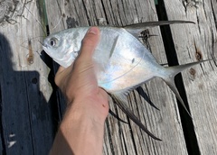 Trachinotus goodei
