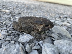 Duttaphrynus melanostictus