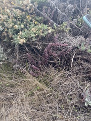 Castilleja latifolia