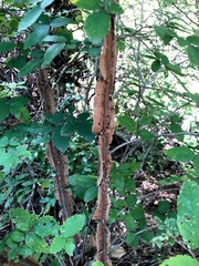 Ulmus crassifolia