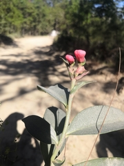Euphorbia peritropoides