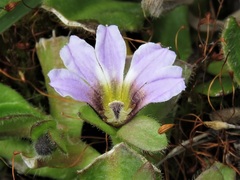 Scaevola hookeri