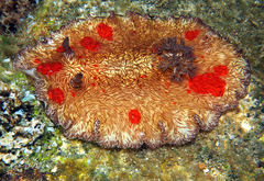 Platydoris cruenta