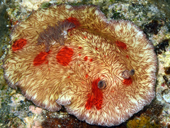 Platydoris cruenta