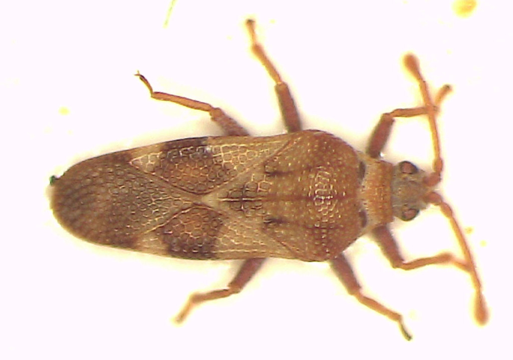 Malandiola minys