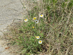 Aphanostephus ramosissimus