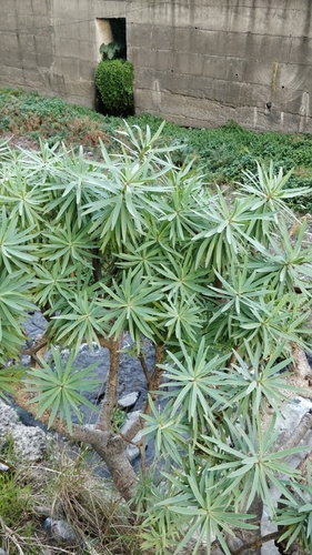 Fish-stunning Spurge