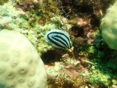 Phyllidiopsis xishaensis