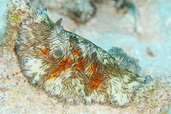 Platydoris cruenta