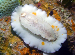 Platydoris cruenta