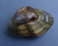 Truncilla donaciformis