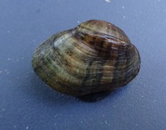 Truncilla donaciformis