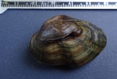 Truncilla donaciformis