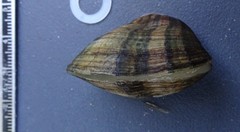 Truncilla donaciformis