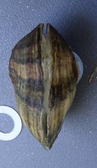 Truncilla donaciformis