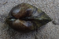 Truncilla donaciformis