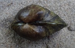 Truncilla donaciformis