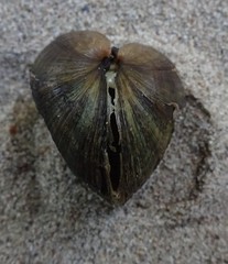 Truncilla donaciformis