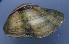 Truncilla donaciformis