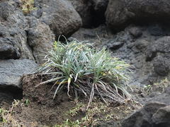 Celmisia major major