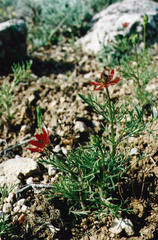 Adonis aestivalis