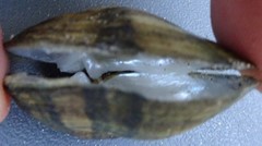 Truncilla donaciformis