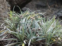 Celmisia major major