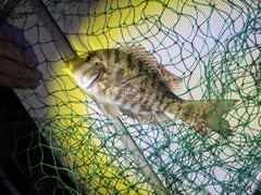 Lethrinus laticaudis