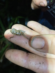 Pristimantis altamnis