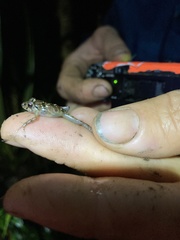 Pristimantis altamnis