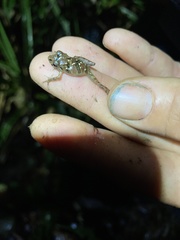 Pristimantis altamnis