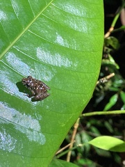 Pristimantis altamnis