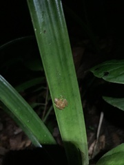 Pristimantis altamnis