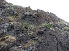 Celmisia major major